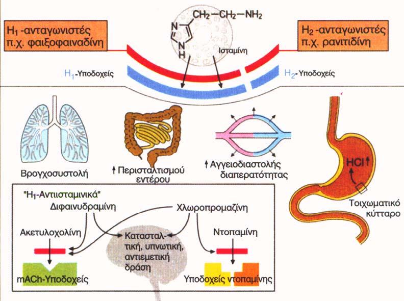 ΙΣΤΑΜΙΝΗ - ΑΝΤΙΪΣΤΑΜΙΝΙΚΑ