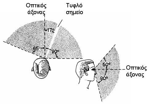 Σχηματισμός εικόνας - Διόφθαλμη, στερεοσκοπική όραση Το πεδίο οπτικής αντίληψης κάθε οφθαλμού έχει ελλειψοειδή μορφή ύψους