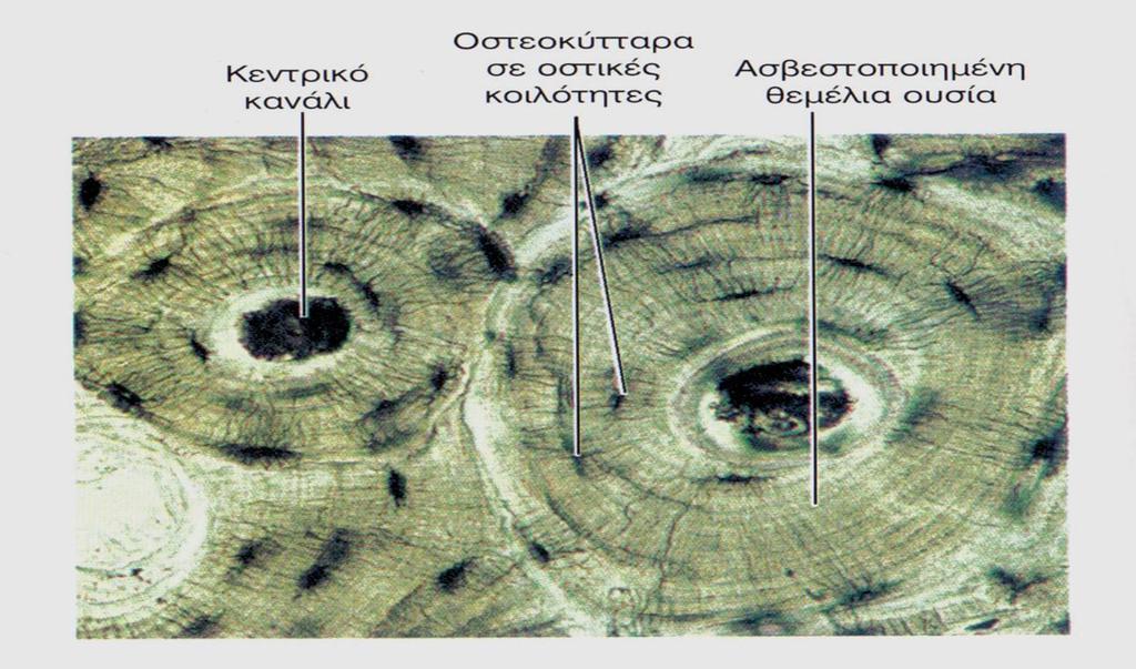 Οστίτης Ιστός 1/2 Οστεοκύτταρα βρίσκονται στις οστικές κοιλότητες και εναποθέτουν