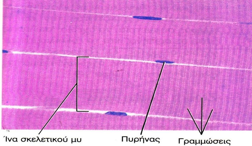 Μυϊκός Ιστός 2/4 Γραμμωτός μυϊκός ιστός - Σκελετικός μυς Αποτελείται από εξαιρετικά επιμήκη, πολυπύρηνα κύτταρα (μυϊκές ίνες).