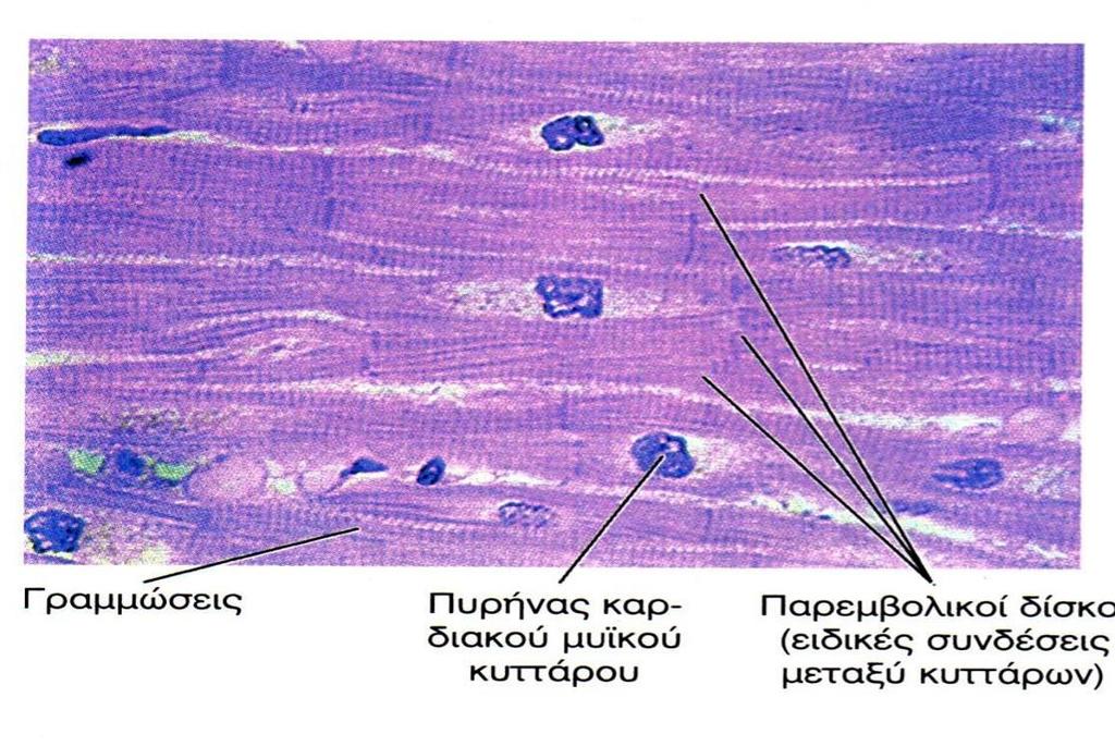 Μυϊκός Ιστός 3/4 Καρδιακός μυϊκός ιστός Τα κύτταρα που απαρτίζουν τον