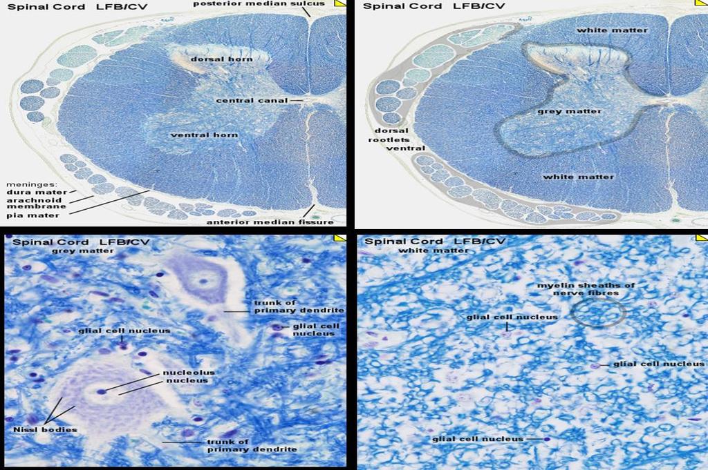 Νευρικός ιστός: Νωτιαίος Μυελός 2/2 (http://www.lab.anhb.uwa.