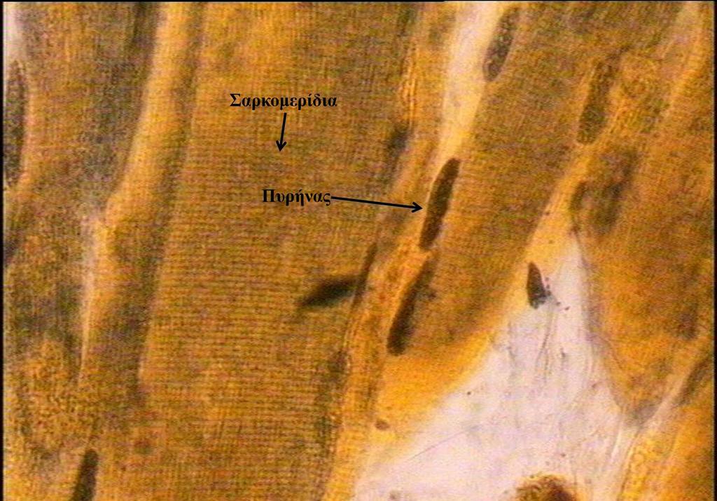 Μυϊκός ιστός: Γραμμωτός Μυϊκός Ιστός 1/3 (http://www.lab.anhb.