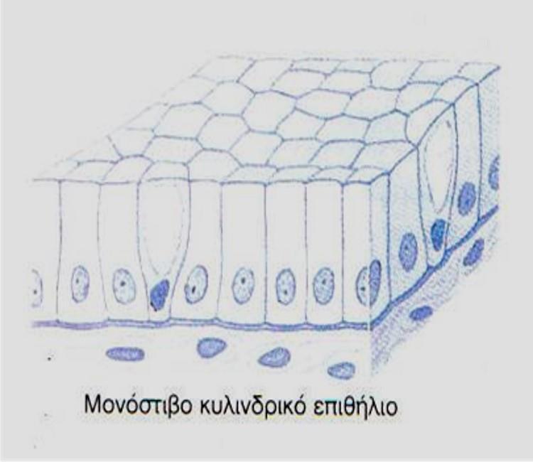 Επιθηλιακός Ιστός 5/6 Μονόστιβο κυλινδρικό επιθήλιο Κύτταρα με εμφάνιση κυλίνδρου και
