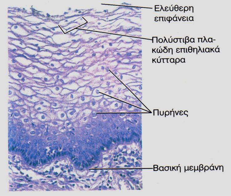 μηχανική φθορά.