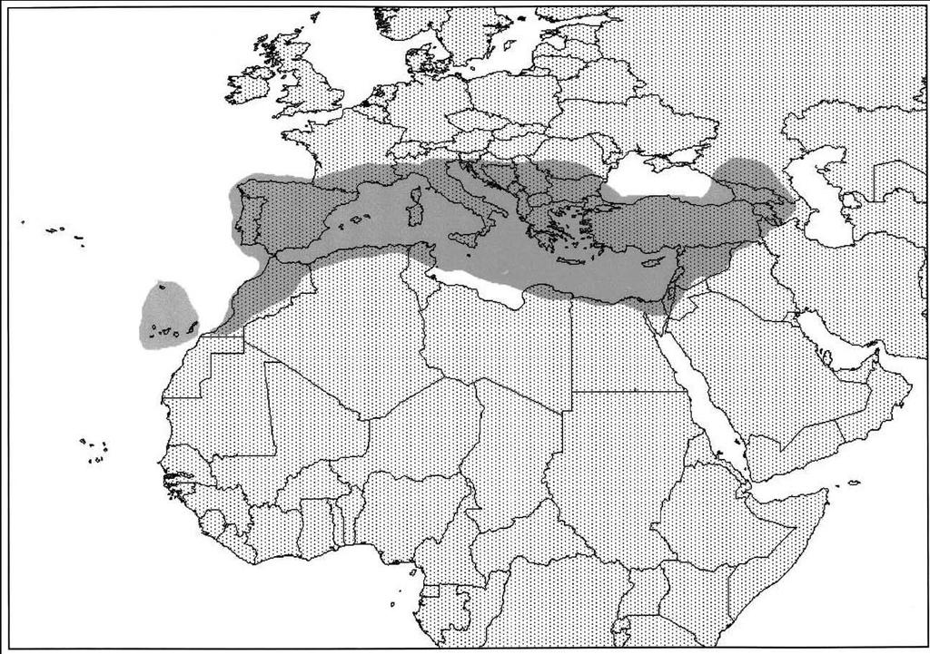 Κατανομή του γένους Sideritis O Sideritis L. περιλαμβάνει περίπου 150 μονοετή και πολυετή είδη που διανέμονται κυρίως στη Μεσογειακή περιοχή.