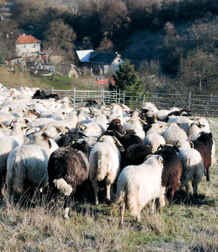 družstvo pre