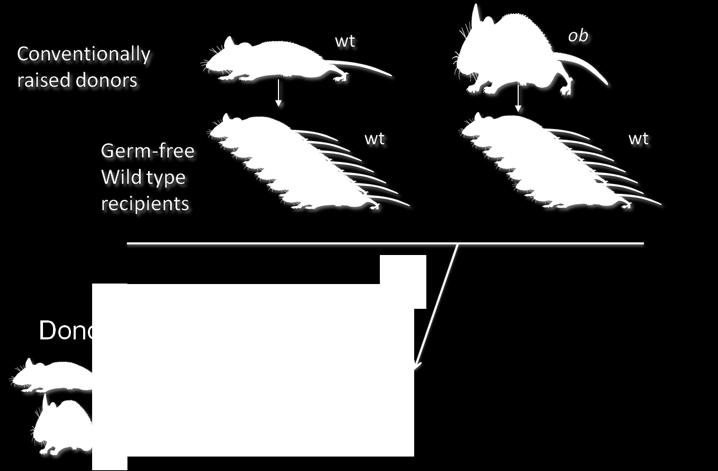 Turnbaugh, Peter J., et al. Nature 444.