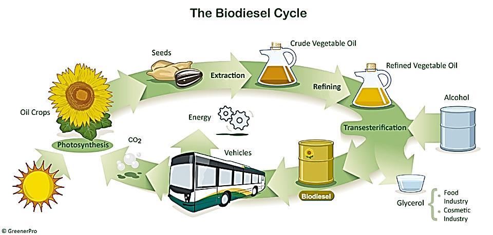 Μεταφορές (Βιοκαύσιμα) Βιοντίζελ. Οι μεθυλεστέρες των λιπαρών οξέων που προέρχονται από φυτικά έλαια αποτελούν ένα ανανεώσιμο υποκατάστατο του ντίζελ, γνωστό ως βιοντίζελ.