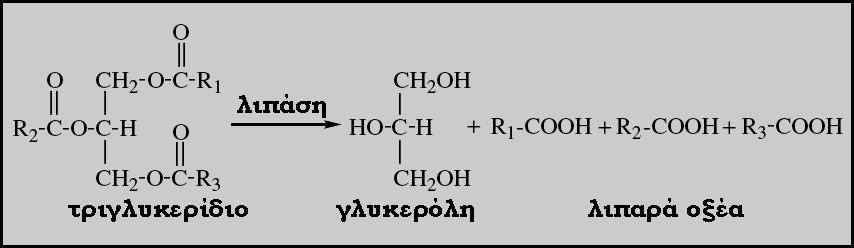 Καταβολισμός Λιπαρών Υλών 2/7 1ο Στάδιο: Υδρόλυση των Τριγλυκεριδίων (Αγγελής 2007) Απελευθέρωση ελευθέρων