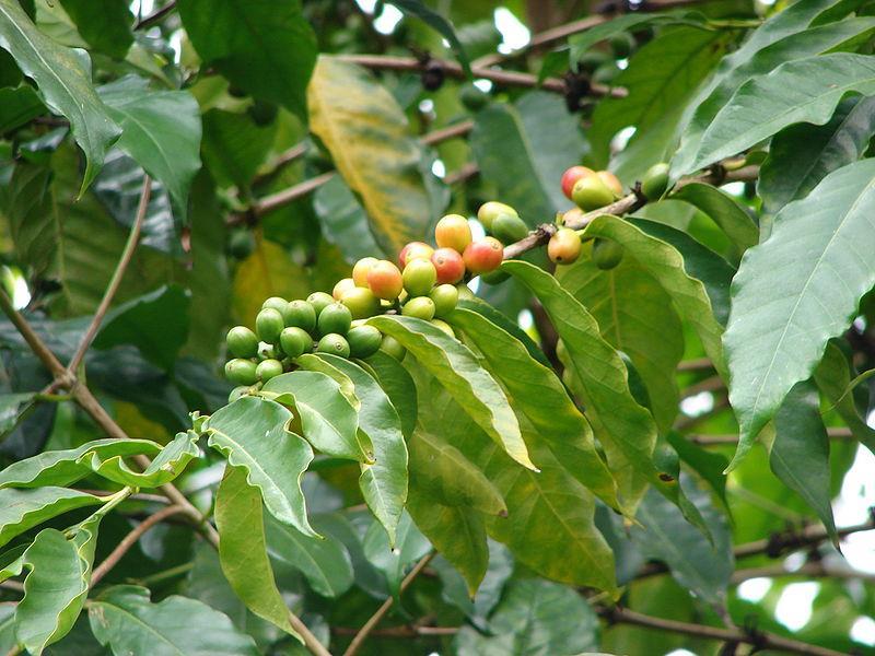 Coffea