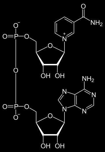 dinucleotide