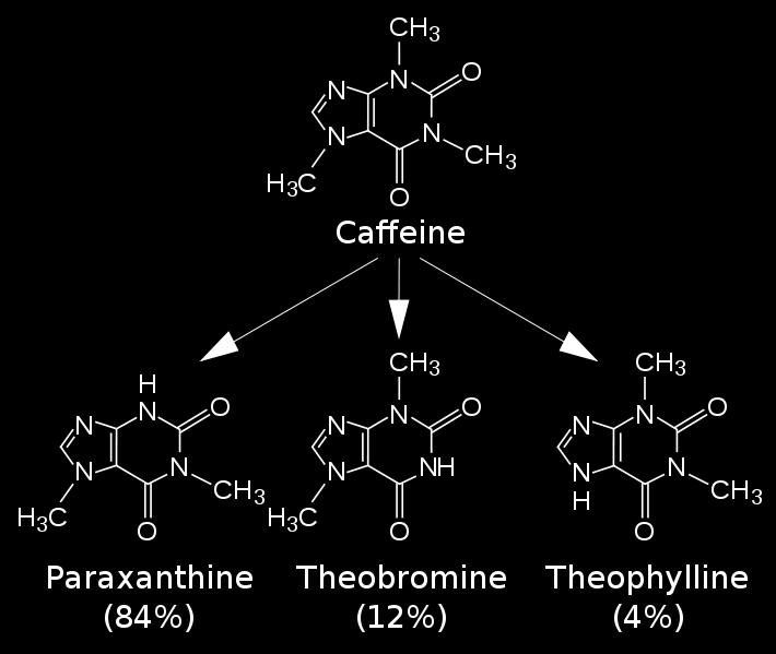 θεοβρωμίνη, θεοφυλλίνη- αποβάλλονται στα ούρα μετά