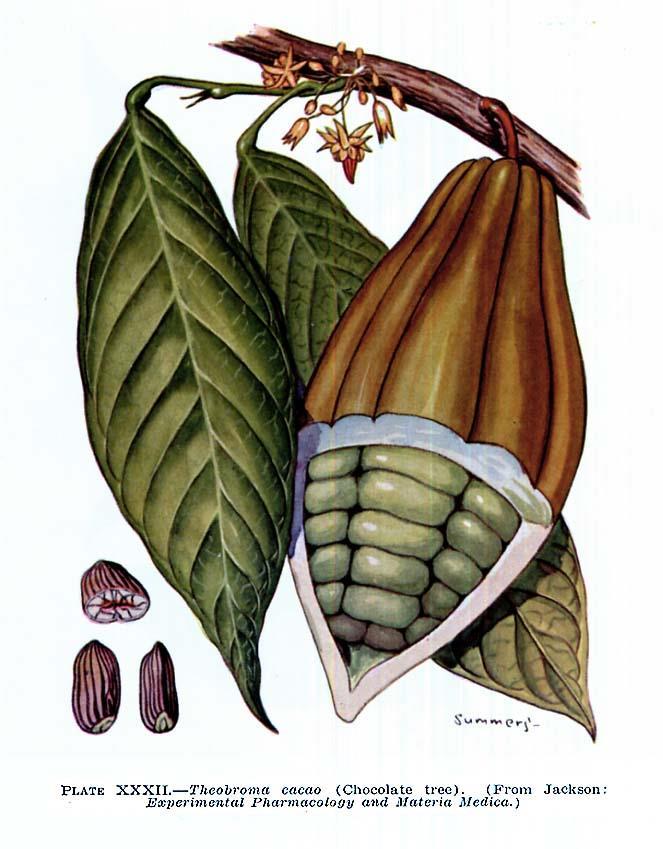 Theobroma cacao,