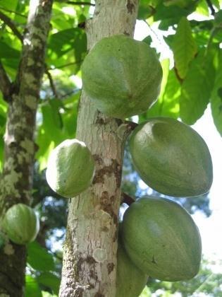 Theobroma cacao,