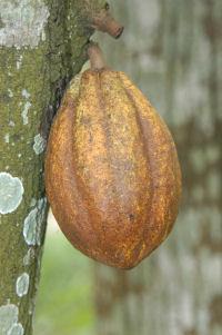 Theobroma cacao, Sterculiaceae