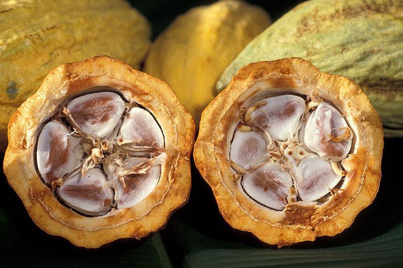 Theobroma cacao, Sterculiaceae ο κάθε