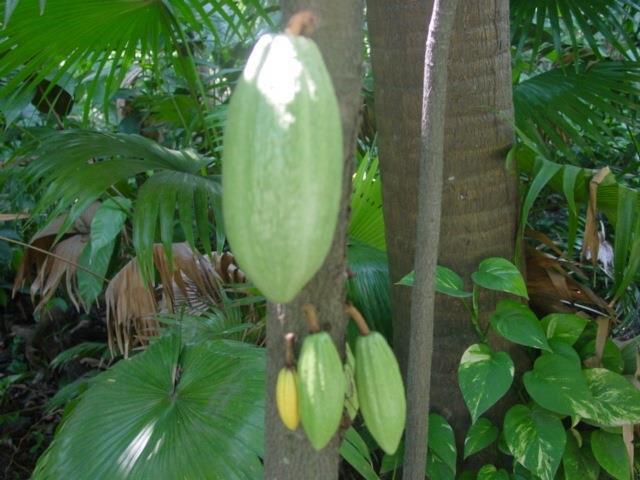 Theobroma cacao, Sterculiaceae Από 6000 άνθη/έτος ωριμάζουν περίπου 20 λοβοί