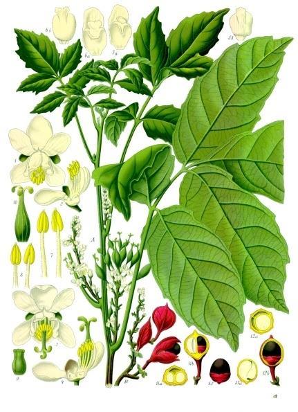 Paullinia cupana, Sapindaceae Guarana Χημική σύσταση καφεΐνη 3,5-5,5%