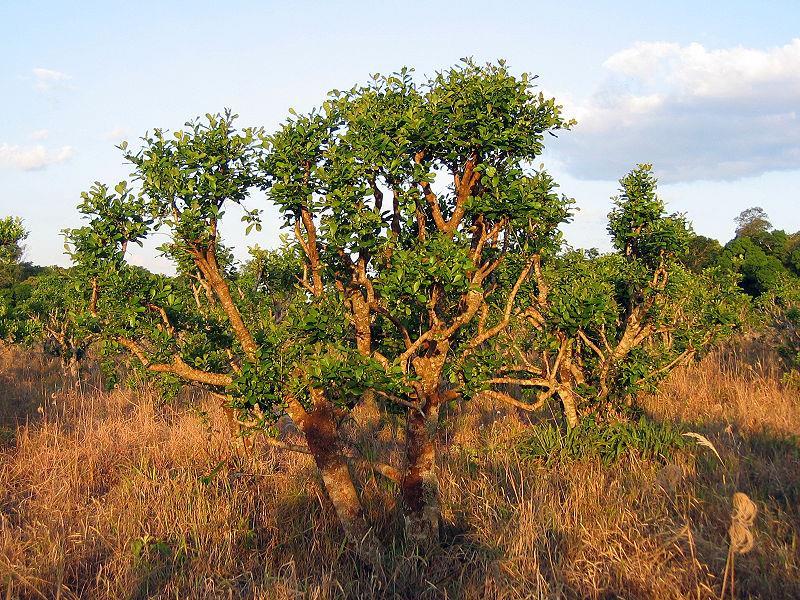 Ilex paraguariensis, Aquifoliaceae Ματέ Ματέ,