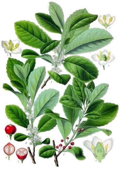 Ilex paraguariensis Aquifoliaceae Ματέ Δρόγη είναι τα φύλλα Χημική σύσταση φλαβονοειδή,