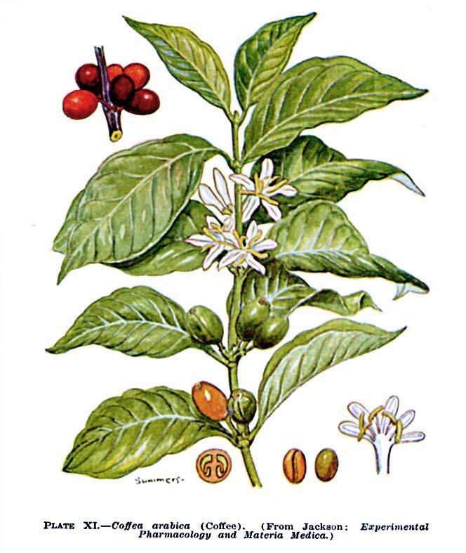 Coffea arabica, Rubiaceae