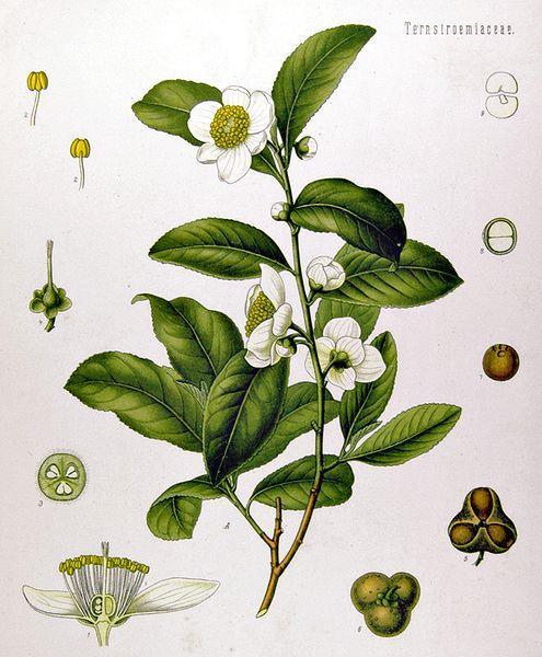 Camelia sinensis =