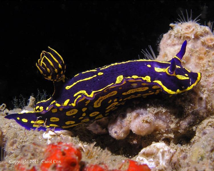 Γαστερόποδα Οπισθοβράγχια Hypselodoris picta