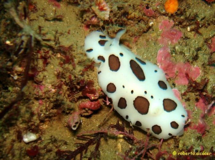Γαστερόποδα Οπισθοβράγχια Peltodoris