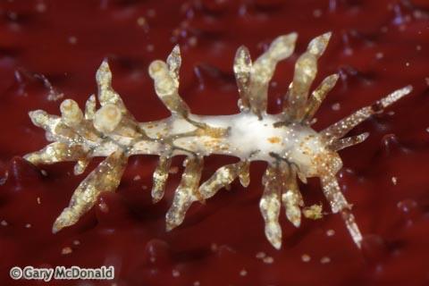 Γαστερόποδα Οπισθοβράγχια Eubranchus rupium