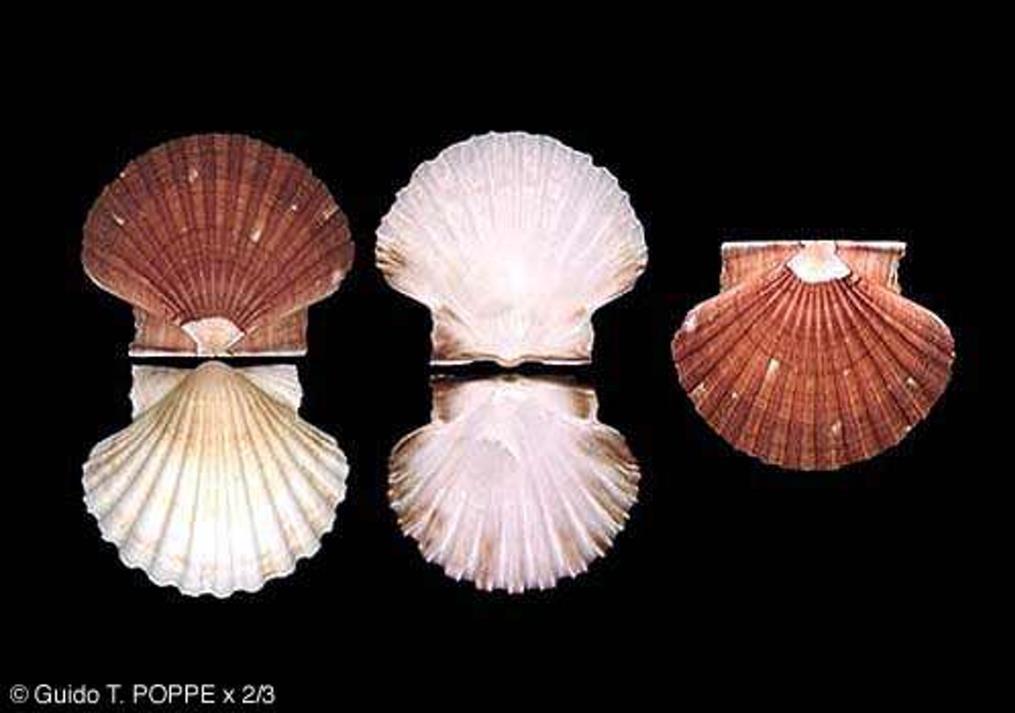 Δίθυρα: Pecten 60 Ενότητα 13: