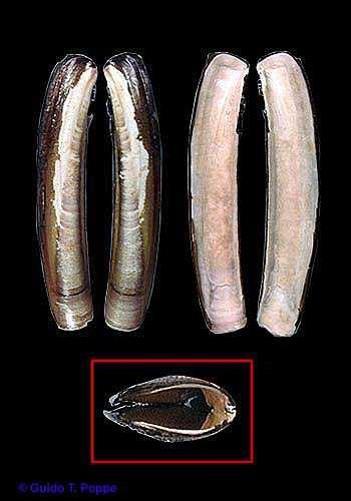 Δίθυρα: Ensis, Pinna