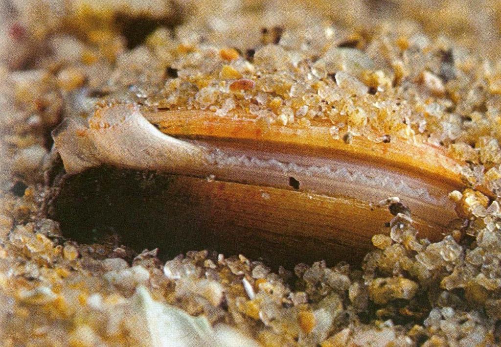 Venus fasciata 67 Ενότητα 13: