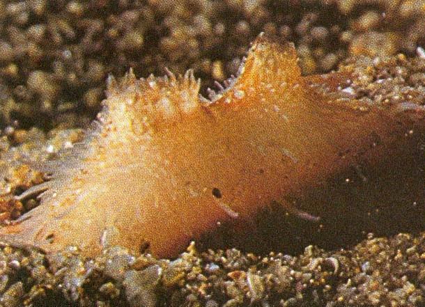 Σίφωνες του Cardium crassum 68