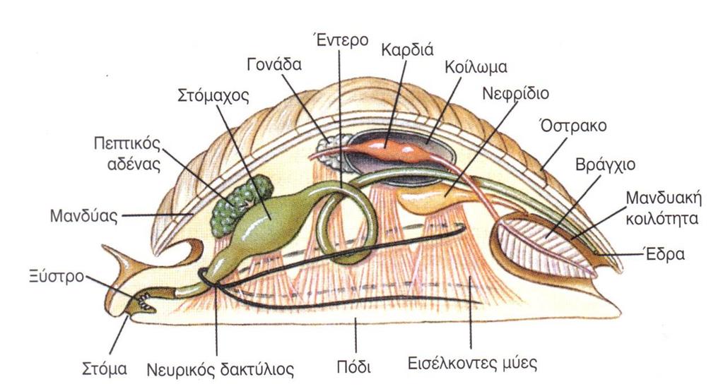 Γενικευμένο Μαλάκιο 9 Ενότητα