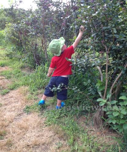 HOPE/JOY Berry Picking and picnic at Sweet Berry Farm Join us on Saturday, April 1 at 9:00am for berry picking at