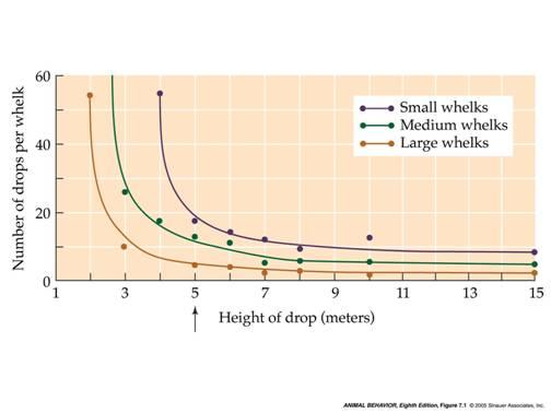 Βέλτιστη συμπεριφορά τροφοληψίας Τα μεγαλύτερα κοχύλια είναι πιο πιθανόν να σπάσουν: ΝΑΙ Ρίψεις από ύψος μεγαλύτερο των 5 m αυξάνουν ελάχιστα την πιθανότητα θραύσης: ΝΑΙ Η