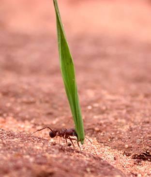 Μη ενεργειακές θεωρήσεις αποφυγή θήρευσης Κάποια μυρμήγκια κόβουν φύλλα που κατόπιν τα