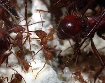 λίγα, λιγότερο αποτελεσματικά, μυρμήγκια ψάχνουν την ημέρα.