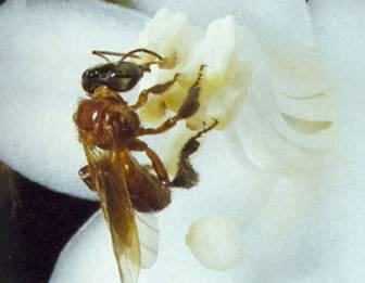 Η εξέλιξη του χορού των μελισσών η θεωρία των σταδίων Μέλισσες χωρίς κεντρί (η θεωρία των σταδίων) Ενδιάμεσο στάδιο: Κάποια άλλα είδη του γένους Trigona Η εργάτρια που βρίσκει φυτό πλούσιο σε νέκταρ