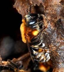 Η εξέλιξη του χορού των μελισσών η θεωρία των σταδίων Μέλισσες χωρίς κεντρί Προχωρημένο στάδιο: Οι μέλισσες του γένους Melipona Μεταδίδουν πληροφορίες και για την απόσταση και για την κατεύθυνση της