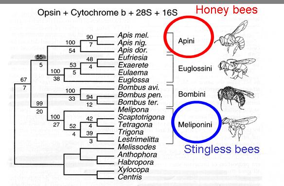 Η εξέλιξη του χορού των μελισσών ΩΣΤΟΣΟ: Η μοριακή φυλογένεση στην Οικογένεια Apidae υποδεικνύει ότι οι μέλισσες χωρίς κεντρί δεν είναι στενά συγγενικές με