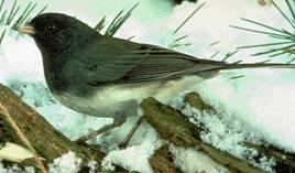 Επιλογή Ενδιαιτήματος: που να ζήσω; Τα πουλιά του γένους Junco όταν τα βάλουμε σε χειμερινές συνθήκες θα πάνε κοντά σε φωτογραφίες με χειμωνιάτικα τοπία