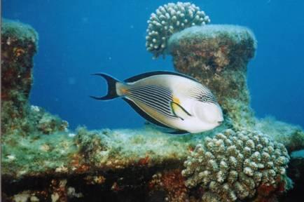 Το ψάρι-χειρούργος που ζει σε κοραλλιογενείς υφάλους