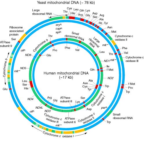 Οργάνωση του μιτοχονδριακού DNA 2 rrna 22 trna 13 mrna Χωρίς ιντρόνια 7 subunits of complex I (NADH dehydrogenase) 3 subunits of complex IV