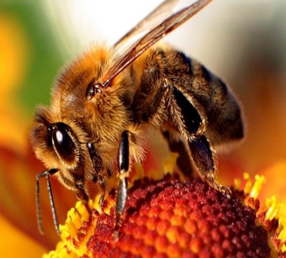 Οι μέλισσες χρησιμοποιούν το κεντρί ως αμυντικό μέσο για την υπεράσπιση της κοινωνίας και η επιβίωσή τους στηρίζεται σ αυτό. 7.