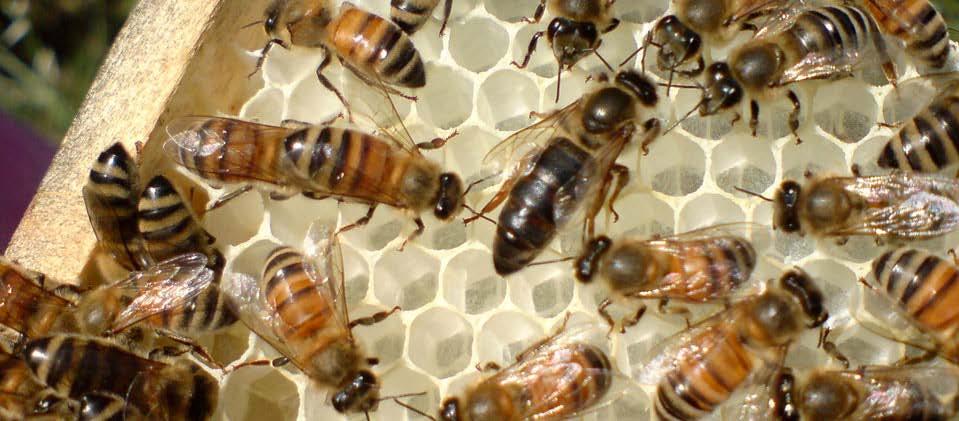 9. Η κοινωνία των μελισσών; Πως επιβάλλεται η πειθαρχία; Πως ελέγχεται ο ρόλος της κάθε ομάδας; Το μελίσσι θα πρέπει να αντιμετωπίζεται σαν μια οντότητα, καθώς κάθε μέλισσα δε μπορεί να επιβιώσει