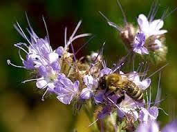 15. Ποια είναι τα φυτά που επιλέγει η μέλισσα; Έχει κάποιες προτιμήσεις; Πολυάριθμα είναι τα φυτικά είδη που παράγουν νέκταρ ή γύρη. Δεν έχουν όμως όλα την ίδια ωφέλεια.