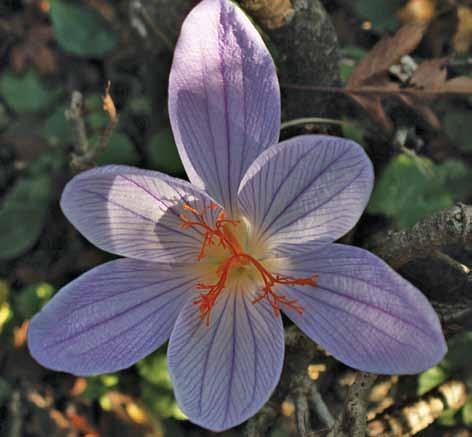 (το subsp. ilgazensis είναι μικρότερο σε μέγεθος από το τυπικό υποείδος). Εξάλλου, το συγγενές C.