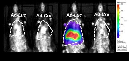 Σχήμα 4.1. Απεικόνιση C57BL/6 ποντικών με τη μέθοδο της βιοφωταύγειας πριν και μετά από 7 ημέρες από την έγχυση Ad-Luc και Ad-Cre. Σχήμα 4.2.
